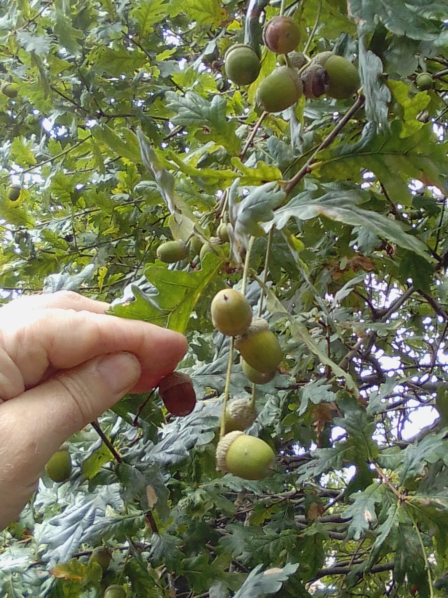 Havant Borough Tree Wardens tweet media
