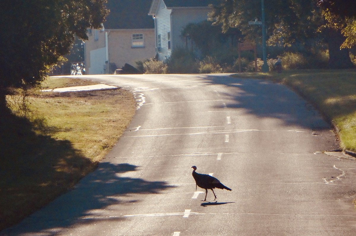 Why did the turkey cross the road? #Why? #nature #wildlife