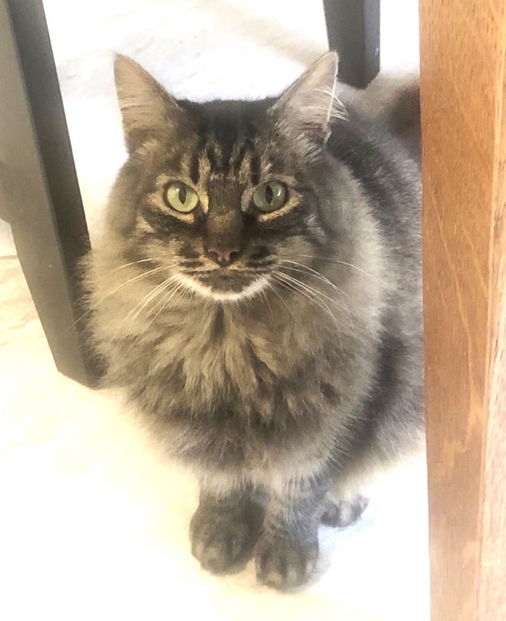 Renee' Martin (@sachikoko) on Twitter photo 👉🏽SENIOR ALERT🙏🏽PLZ SHARE
💝Sweet 14YO #SeniorDLH Brown #Tabby Kitty "FETTUCCINE"💝
🥠Needs A Calm🏡#FureverHome🏡
▶4 INFO petfinder.com/cat/fettuccine…
🙏🏽#Adopt #AdoptDontShop
#Oakland, #CA #SF #SpecialNeeds
✅Cats✅Older Kids 📧adopt@cattownoakland.org
#RehomeHour #US #CATS 👉🏽SENIOR ALERT🙏🏽PLZ SHARE
💝Sweet 14YO #SeniorDLH Brown #Tabby Kitty "FETTUCCINE"💝
🥠Needs A Calm🏡#FureverHome🏡
▶4 INFO petfinder.com/cat/fettuccine…
🙏🏽#Adopt #AdoptDontShop
#Oakland, #CA #SF #SpecialNeeds
✅Cats✅Older Kids 📧adopt@cattownoakland.org
#RehomeHour #US #CATS