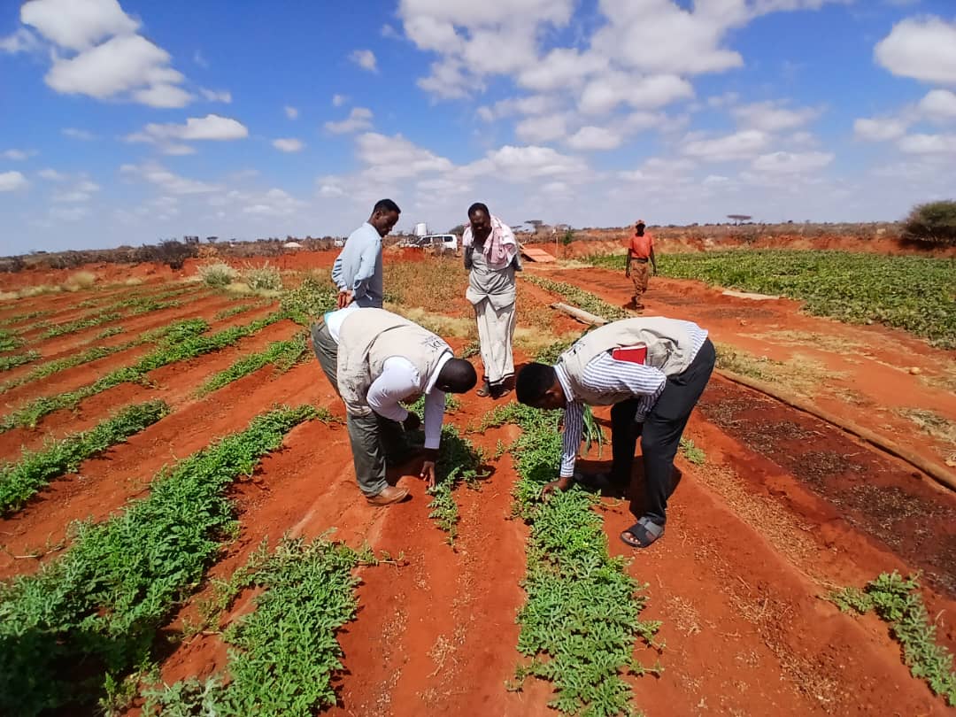 SDCSOM's tweet image. JRP Phase 2 field assessments underway 🌱 In Bursalah, our agronomists consulted farmers on seed choices, land prep &amp;amp; best cultivation practices. #JRP2 #ResilienceBuilding #FoodSecurity @SDCSOM with @WFPSomalia