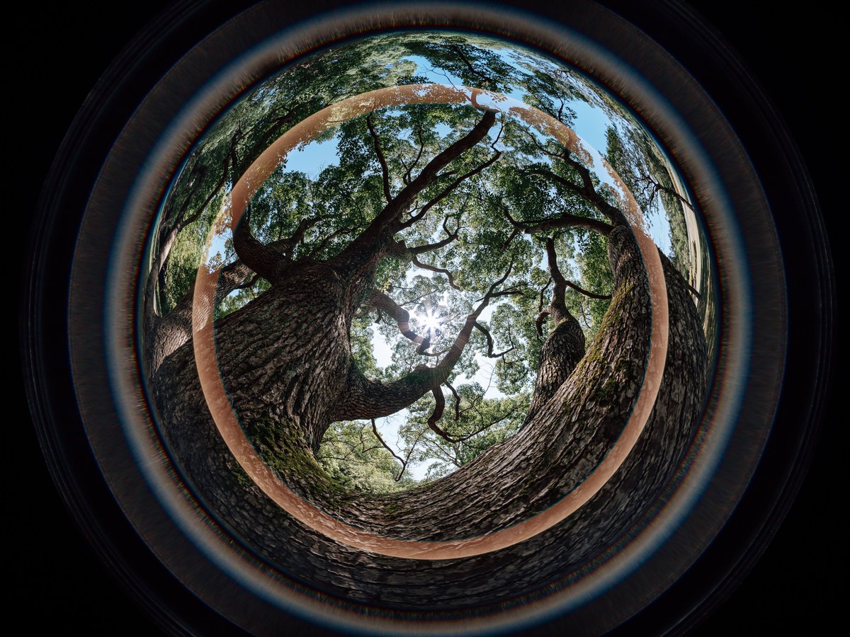 🎉【新発売】AstrHori 6mm F2.8 CIRCULAR FISHEYE 作例紹介📸

唯一無二の世界観…✨
220°の視界で、景色そのものが輝きを放っています。
フレアさえも味方にする、圧巻の1枚。

photo by Fu→(<a href="/Fu_iac/">Fu→</a>  )様

🛒ご購入はこちら👇
2ndfocus：2ndfocus.com/products/astrh…
Amazon：amzn.asia/d/cKIEt68
