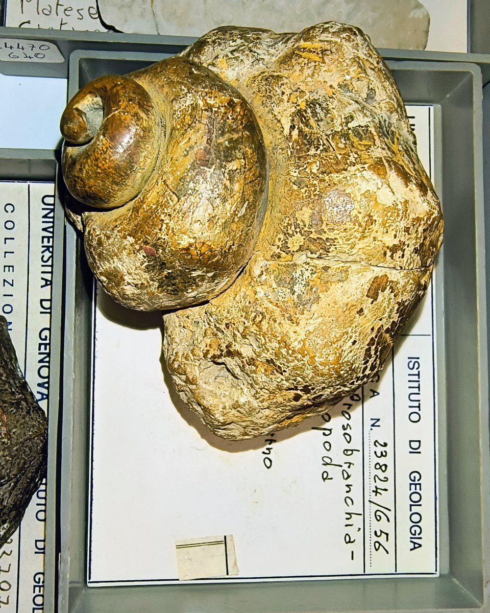 ABaucon's tweet photo. 🐚✨ Discover these #fossil #gastropods from the #DISTAV collections! Originating in the Cambrian oceans, gastropods have successively conquered freswater habitats and even the top of the mountains! 🦋🌊 https://t.co/JEYwzIf6pH