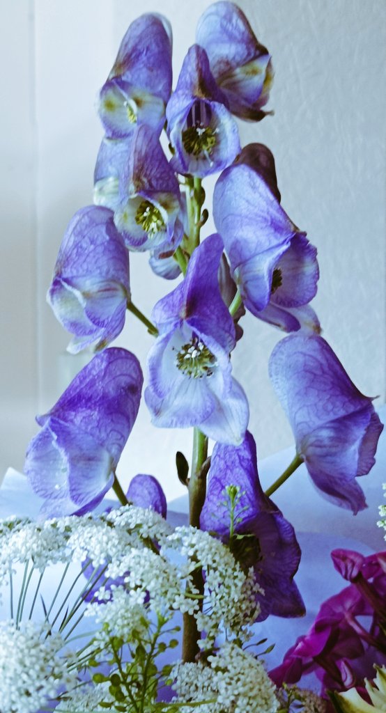 Aconite/Monk's-Hood/Wolfsbane (not the best focusing on this 📷, sorry about that) for #TuesdayBlue / #Bluesday
Isn't it odd having a really ☠️⚠️ plant in an indoor flower arrangement?