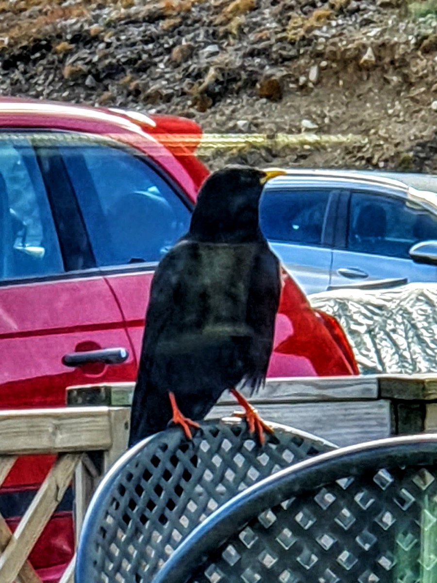 #AlphabetChallenge #WeekJforJetBlack 
Alpine chough, Passa Pordoi, Dolomites, Italy