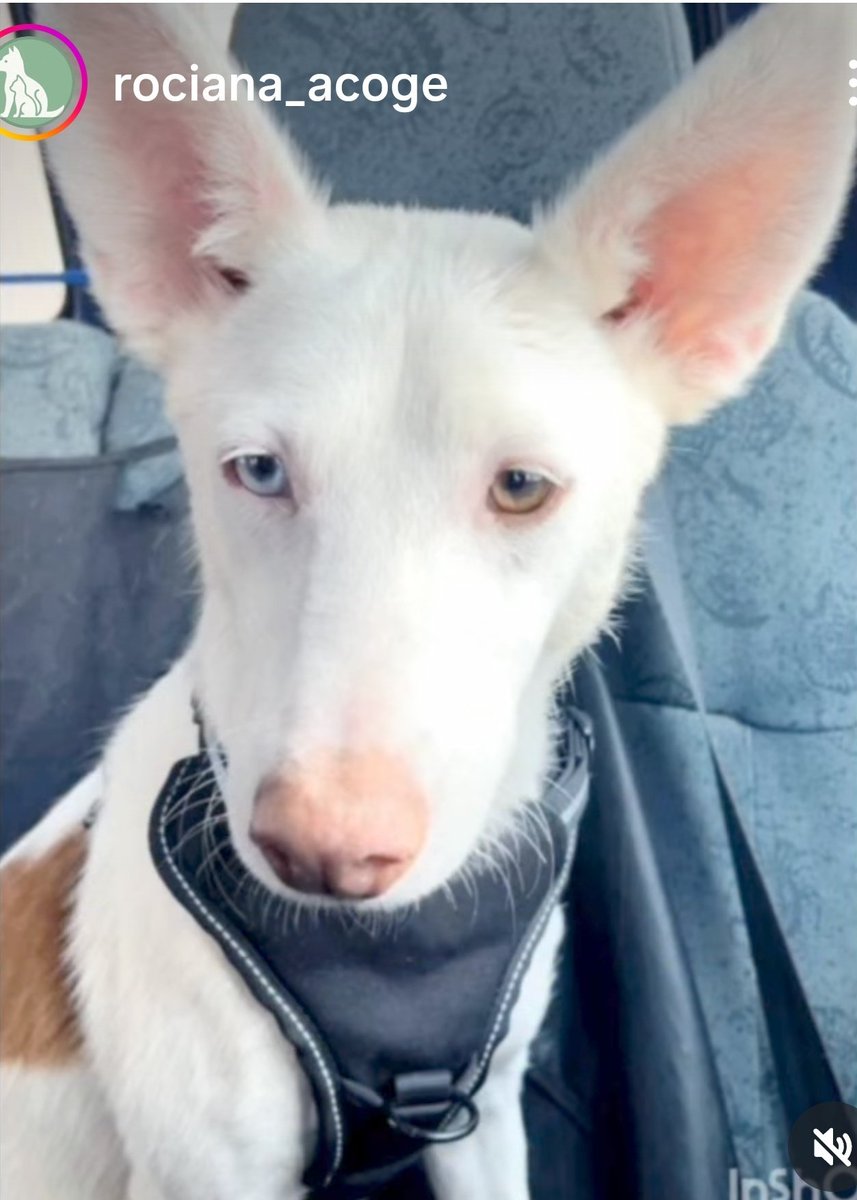ALGUIEN ME HA VISTO?
Me secuestraron en mi prote
en Huelva 
Pero seguramente esté en #SEVILLA
(donde han aparecido mis hermanos)
SÓLO FALTO YO
Me llamo #MOZART
#Podenco
pequeño/mediano BLANCO
con alguna mancha marrón
y OJOS claros
de DIFERENTE COLOR 
Castrado y con chip.
🧵⬇️