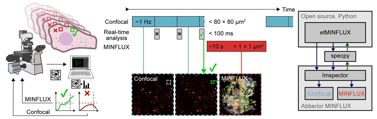 Jonatan Alvelid (@jonatanalvelid) on Twitter photo Excited to share my postdoc work from the Eggeling lab in Jena (<a href="/Leibniz_IPHT/">Leibniz-IPHT</a>, <a href="/UniJena/">Universität Jena</a>, <a href="/KTHuniversity/">KTH Royal Institute of Technology</a>) on bringing smart microscopy to super-resolution MINFLUX: event-triggered MINFLUX microscopy. Excited to share my postdoc work from the Eggeling lab in Jena (<a href="/Leibniz_IPHT/">Leibniz-IPHT</a>, <a href="/UniJena/">Universität Jena</a>, <a href="/KTHuniversity/">KTH Royal Institute of Technology</a>) on bringing smart microscopy to super-resolution MINFLUX: event-triggered MINFLUX microscopy.