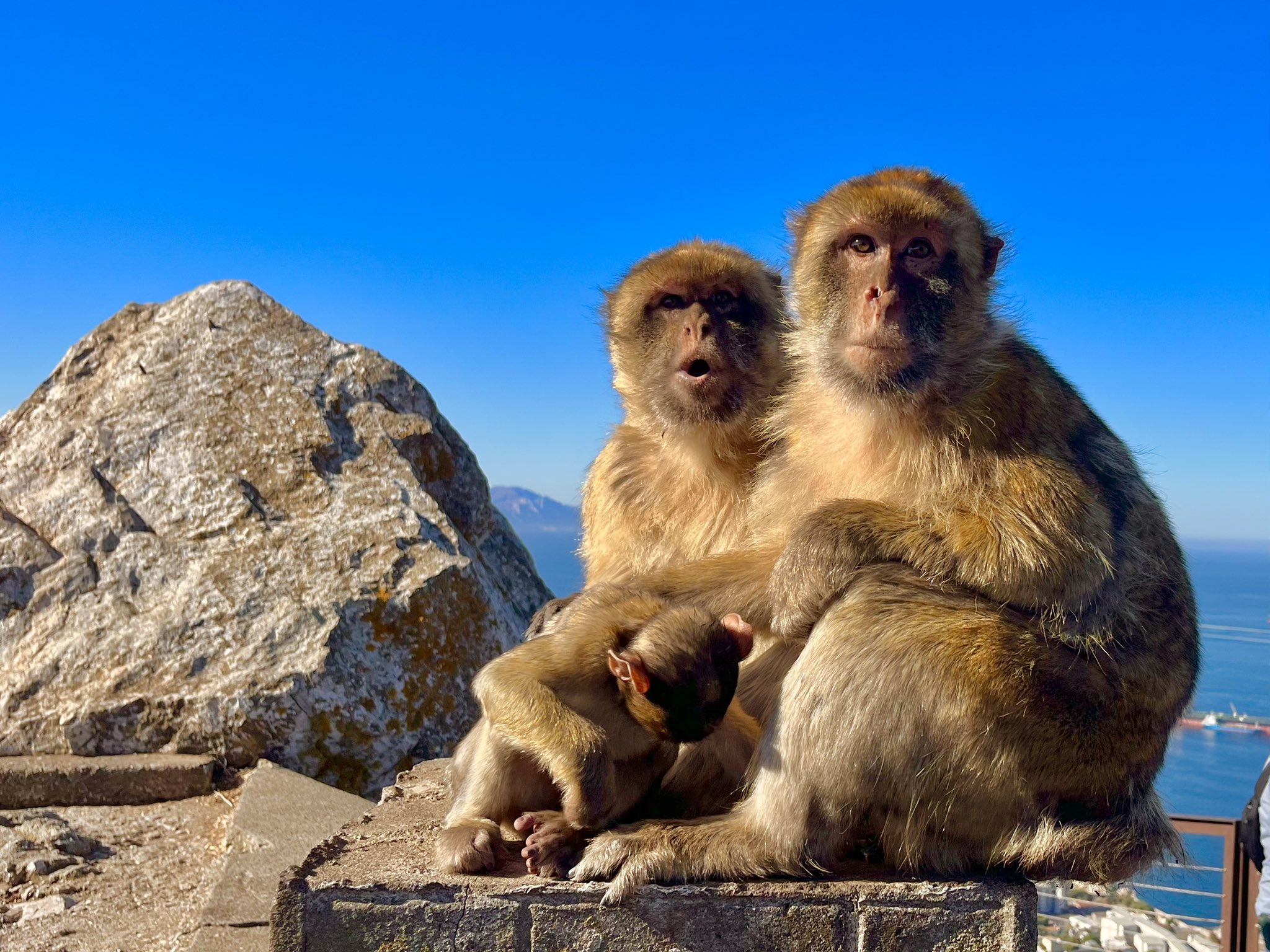 Natural mountain monkeys サルボックリー2 Natural mountain monkeys サルボックリー2 SAL BOCKLY (さる