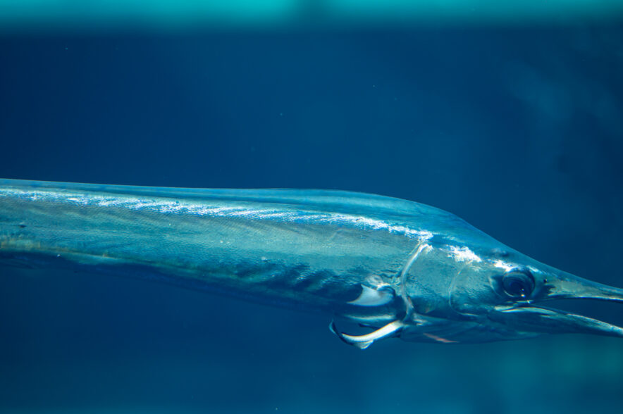 バショウカジキとヒシコバンの＜共生関係＞が明らかに？
アクアマリンふくしまの担当者に話を聞いてみた
▶︎sakanato.jp/22342/

ライターのアルさんが、先日発表された論文の主著者である、アクアマリンふくしまの森俊彰主任技師にインタビュー！
バショウカジキとヒシコバンの関係を探ります🐟