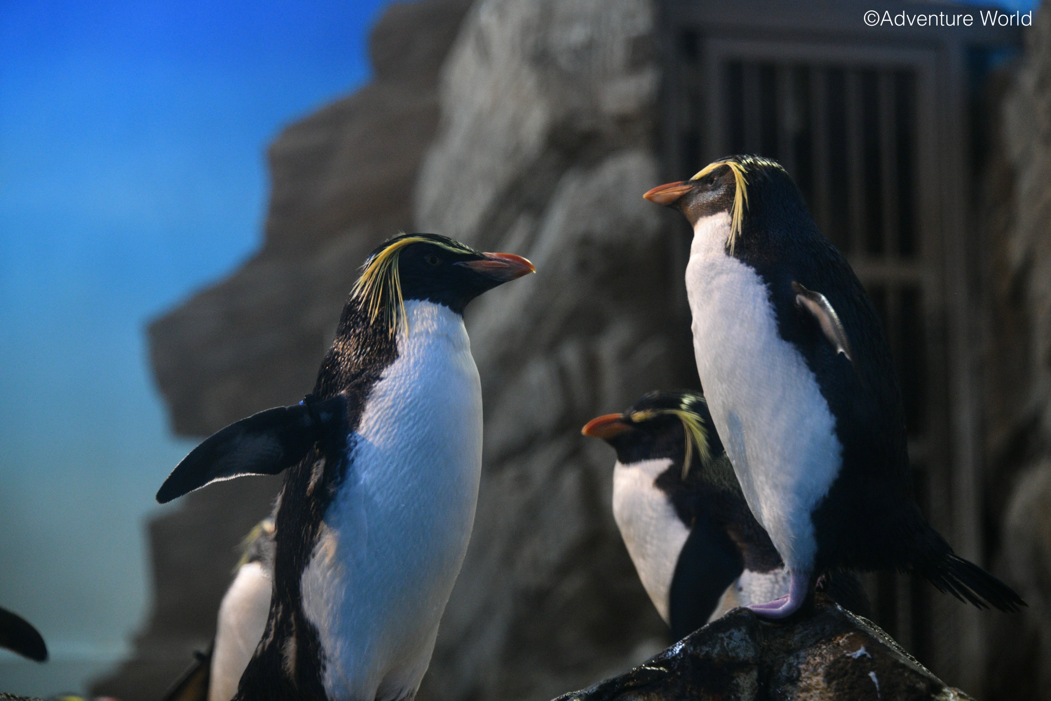 ペンギン ドミニオンペンギン❤︎世界唯一見られるDOMINION PENGUIN ペンギンの滝｜阿蘇カドリー・ドミニオン - 阿蘇カドリー