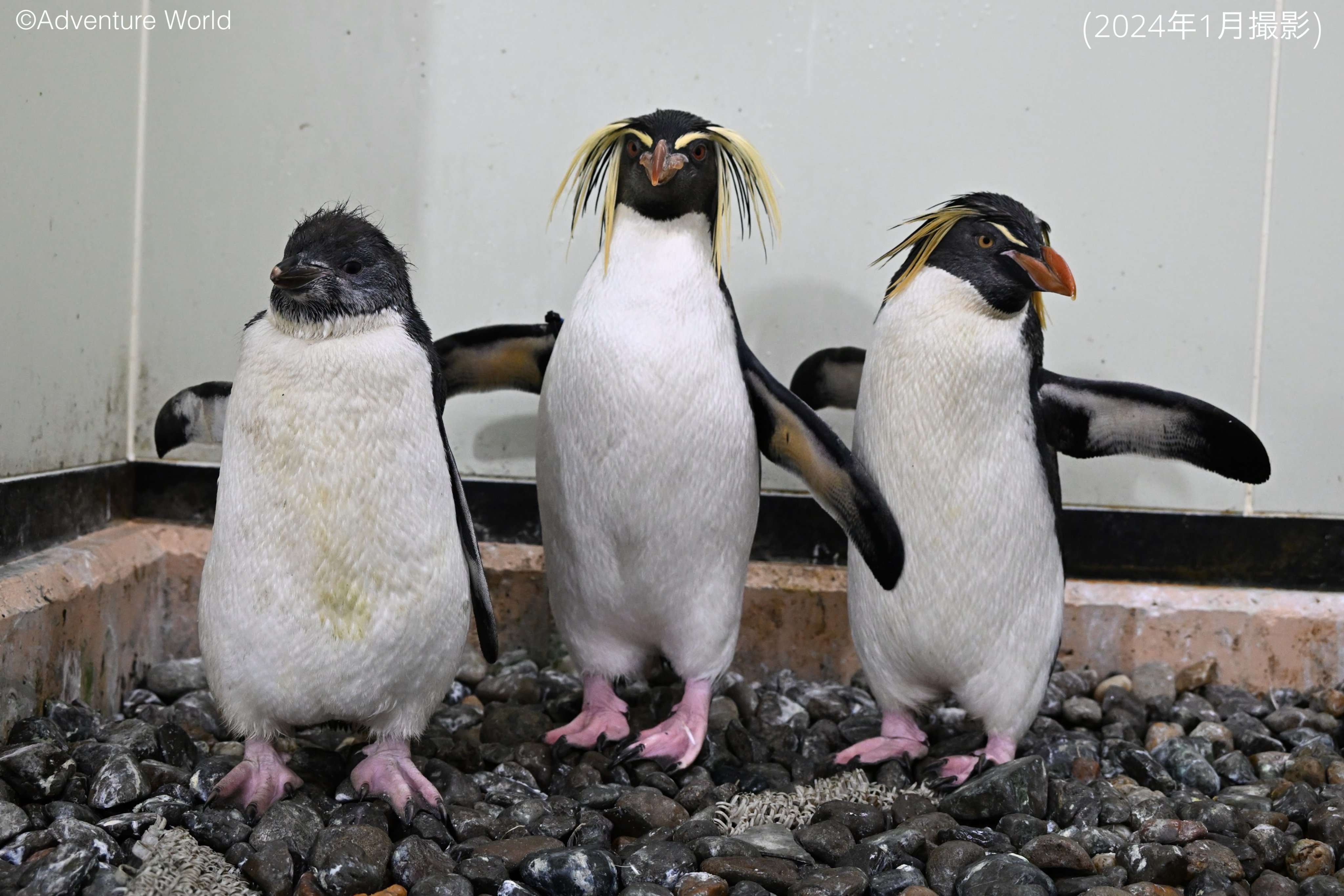 ペンギン ドミニオンペンギン❤︎世界唯一見られるDOMINION PENGUIN hqdefault.jpg
