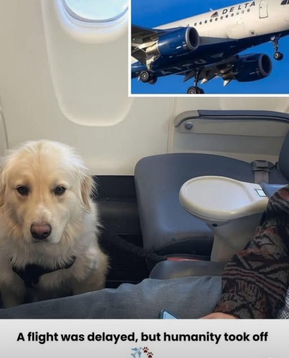 dominic dyer (@domdyer70) on Twitter photo Delta Airlines Flight 694 ✈️  had taken off from Detroit, May 26, 2025, heading for Los Angeles—just another routine trip. But high above the clouds, something unexpected happened: a small dog traveling with its owner suffered a serious medical emergency.
Its condition Delta Airlines Flight 694 ✈️  had taken off from Detroit, May 26, 2025, heading for Los Angeles—just another routine trip. But high above the clouds, something unexpected happened: a small dog traveling with its owner suffered a serious medical emergency.
Its condition