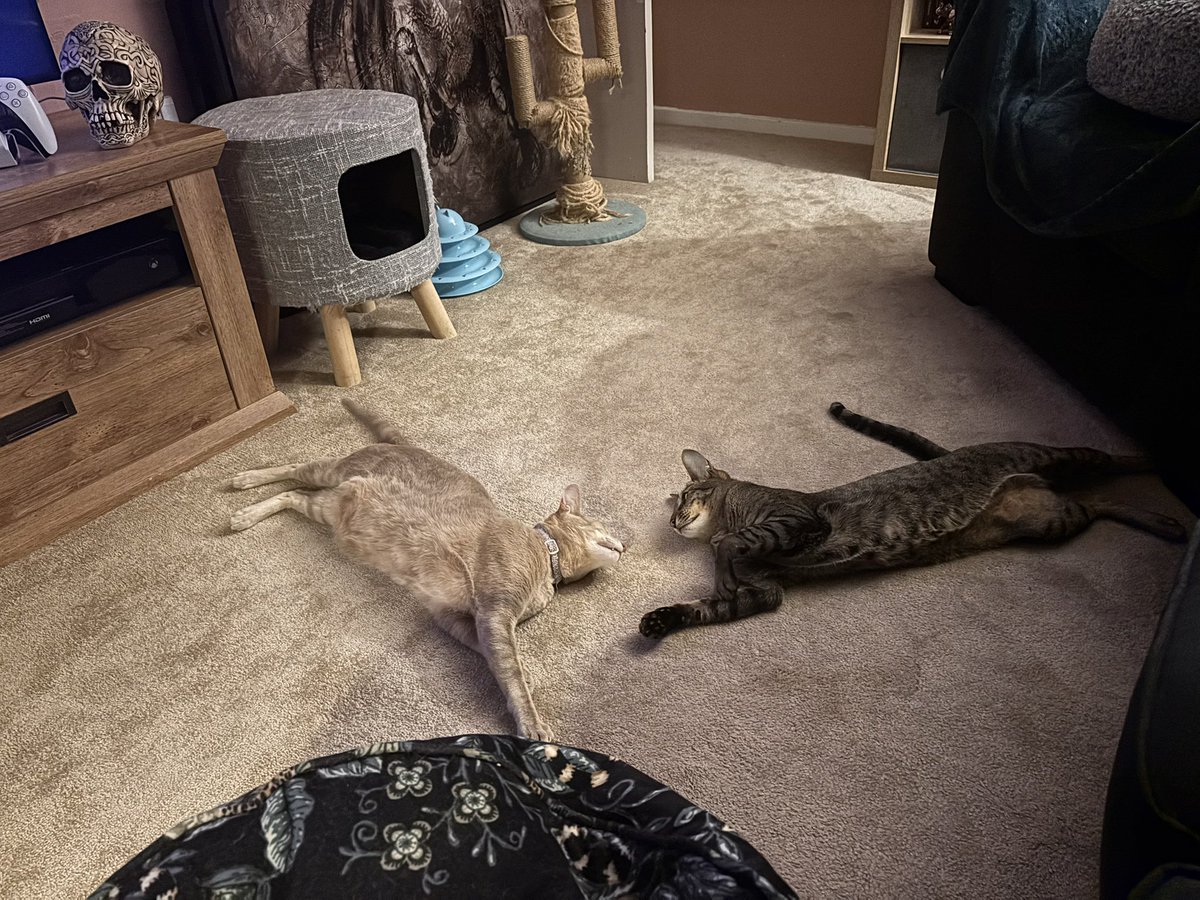 We are best mates sometimes 😍🥰 #besties #bestiesforlife #catbesties #ahsokaandbutters #ahsokatheorientalshorthair #butterstheorientalshorthair #orientalshorthaircats