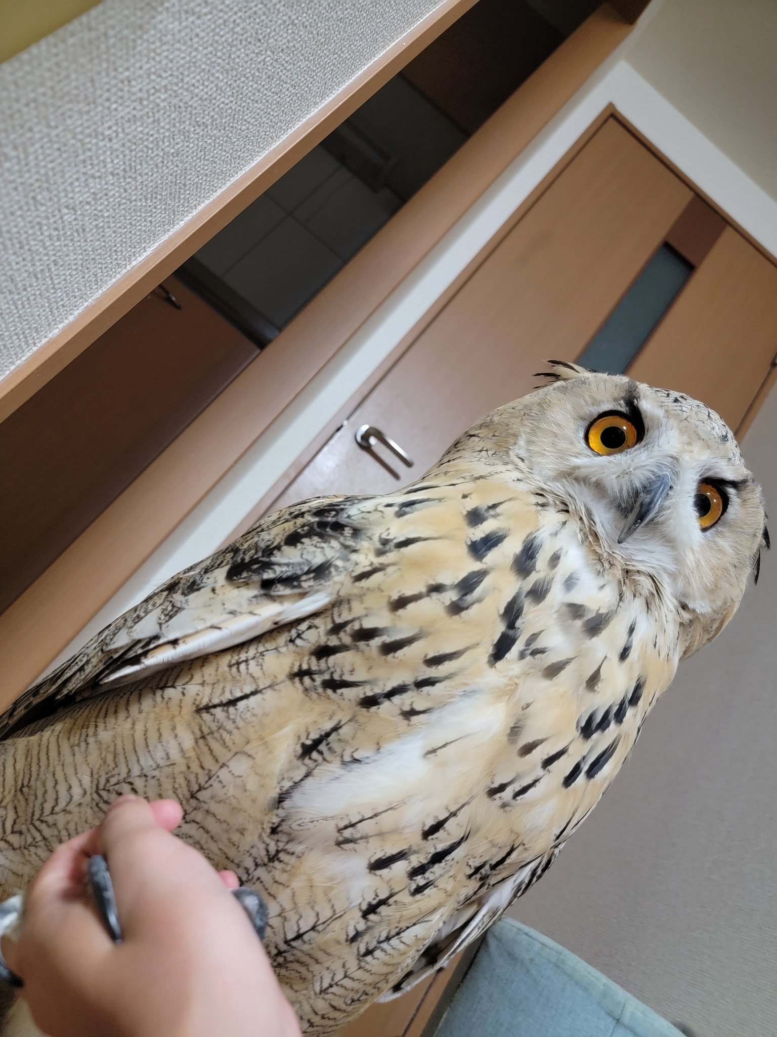 なんかよく分からないフクロウ Amazon.co.jp: 鳥を寄せ付けないプラスチック製のフクロウ、目が