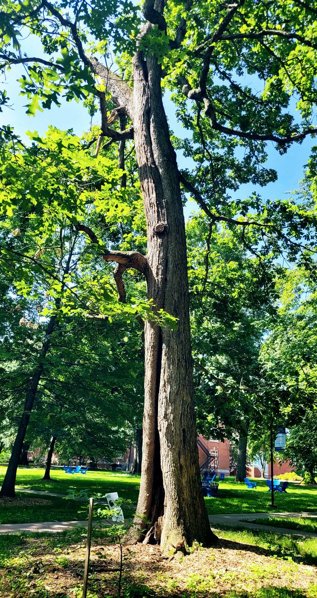 Happy #thicktrunktuesday...