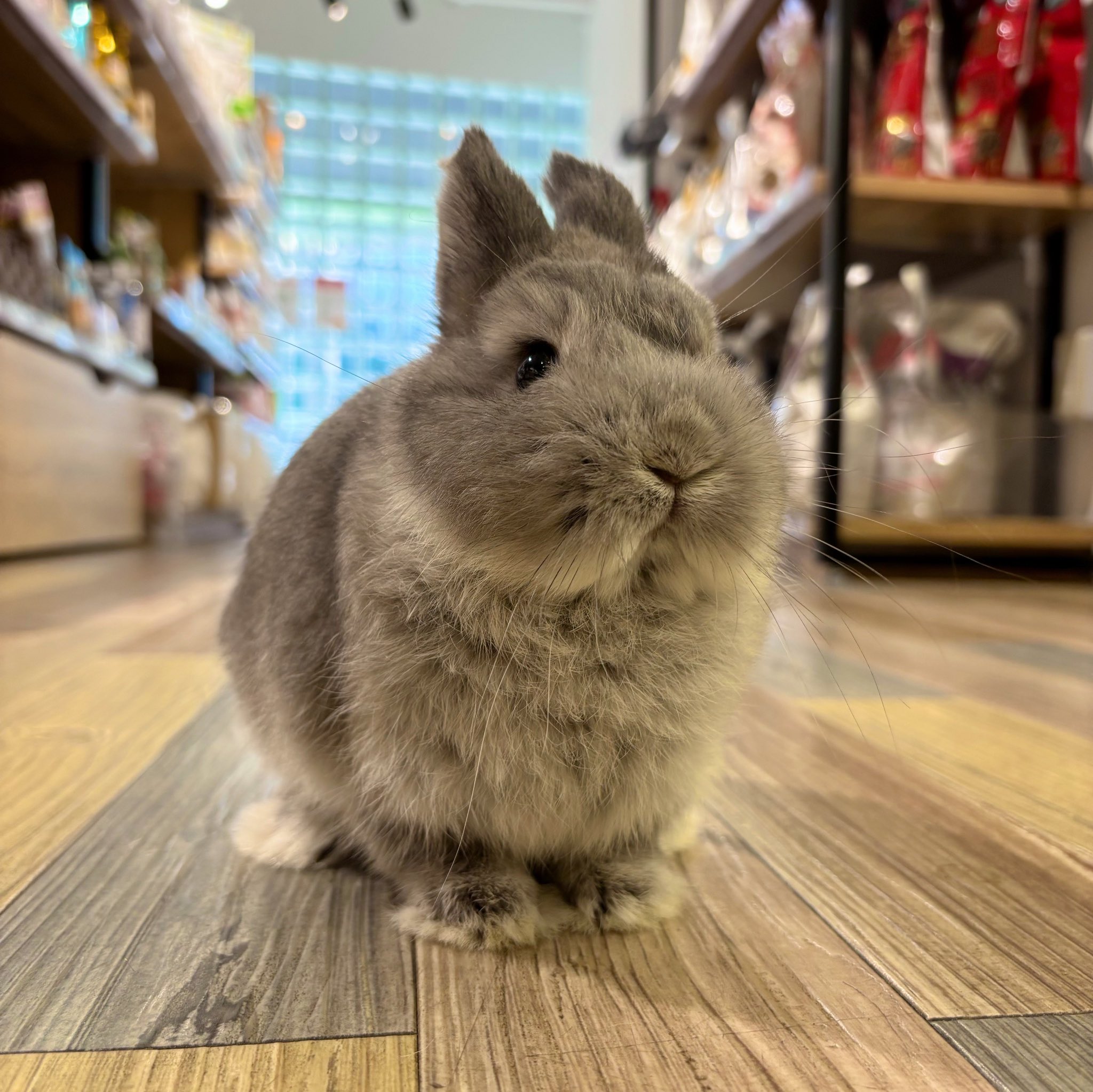 うさぎのしっぽ洗足店 on X: 