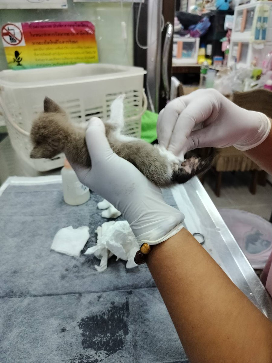 MaewHelpMaew's tweet image. #plsRT #แมวป่วย #ช่วยเหลือแมวป่วย #ทาสแมว 

🙏ต้องการหาผู้ดูแลชั่วคราว หรือผู้ที่สามารถช่วยรับเคสได้ค่ะ

-น้องแมว 2 ตัว อายุ 2 สัปดาห์ พบเนื้อตายบริเวณขา และติดเชื้อ (ไม่ทราบสามารถ คาดว่าอาจจะเกือบโดนตัวเงินตัวทองคาบไป) 
- เบื้องต้นคุณหมอประเมินว่าต้องตัดขาทั้ง 2 ตัว…