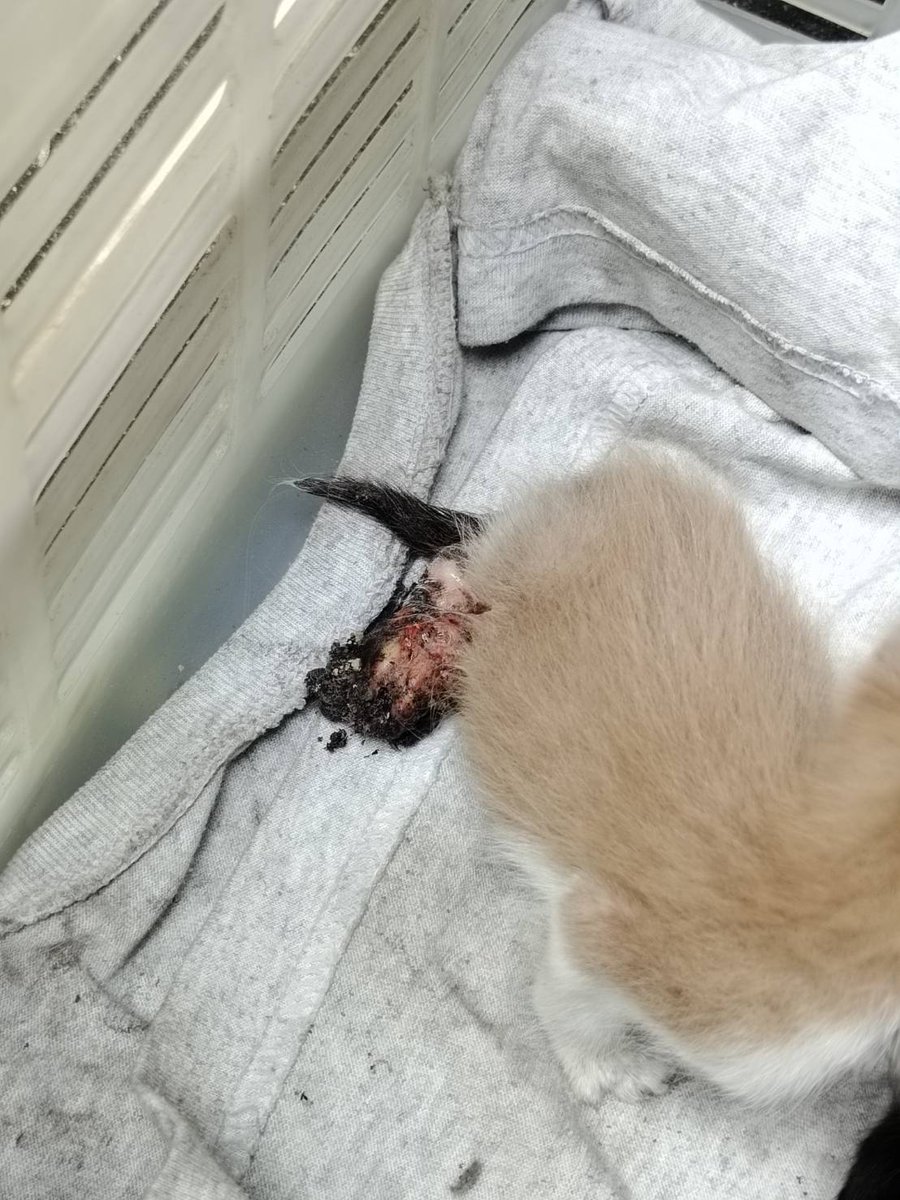 MaewHelpMaew's tweet image. #plsRT #แมวป่วย #ช่วยเหลือแมวป่วย #ทาสแมว 

🙏ต้องการหาผู้ดูแลชั่วคราว หรือผู้ที่สามารถช่วยรับเคสได้ค่ะ

-น้องแมว 2 ตัว อายุ 2 สัปดาห์ พบเนื้อตายบริเวณขา และติดเชื้อ (ไม่ทราบสามารถ คาดว่าอาจจะเกือบโดนตัวเงินตัวทองคาบไป) 
- เบื้องต้นคุณหมอประเมินว่าต้องตัดขาทั้ง 2 ตัว…