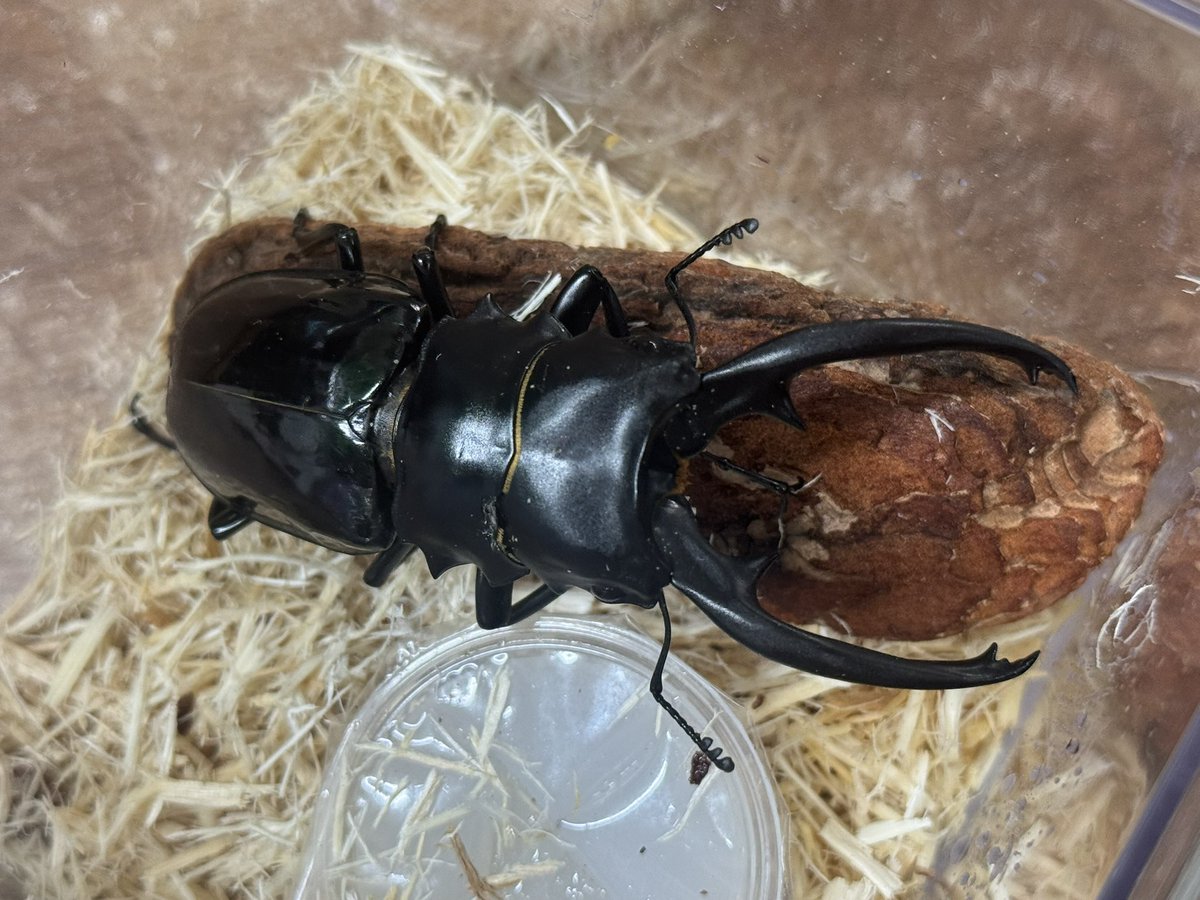 INSECT JOKER official インセクト ジョーカー on X