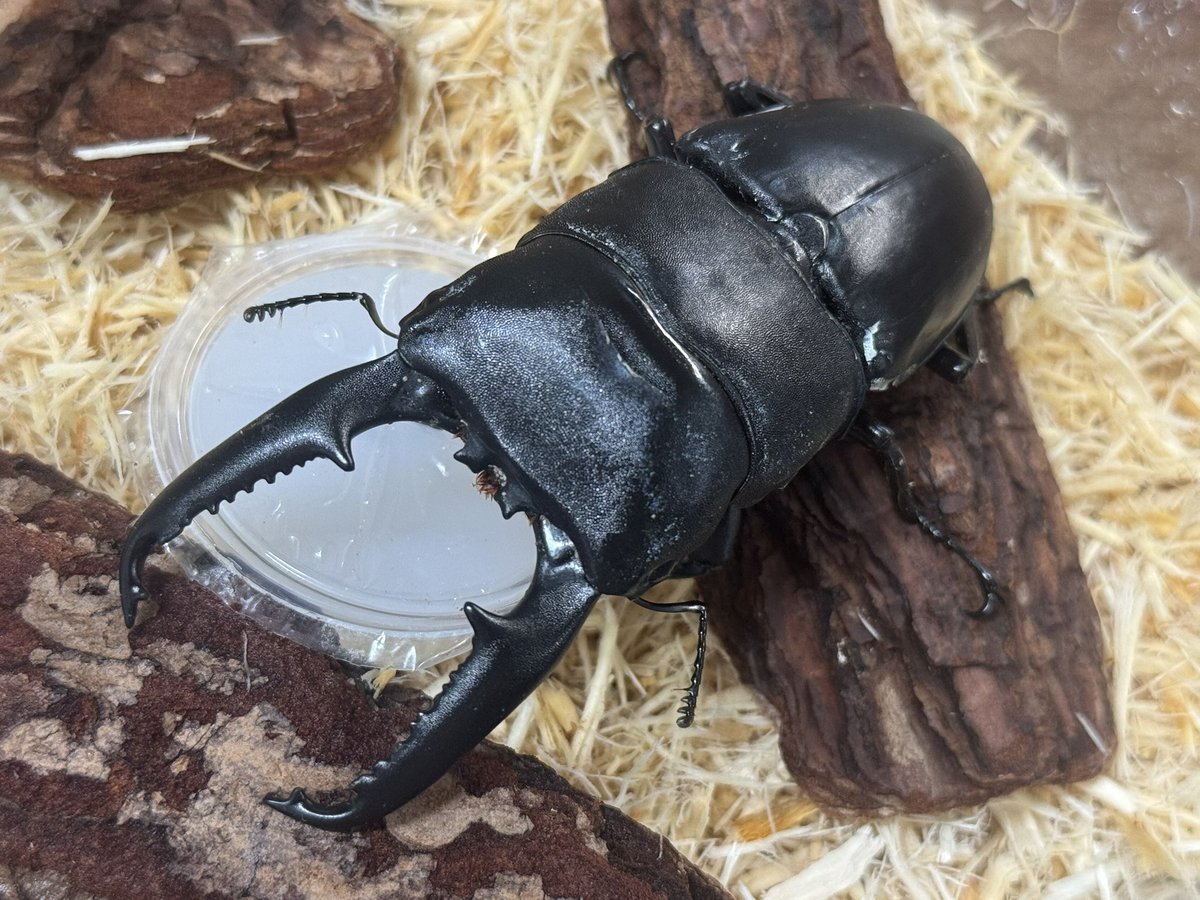 INSECT JOKER official インセクト ジョーカー on X