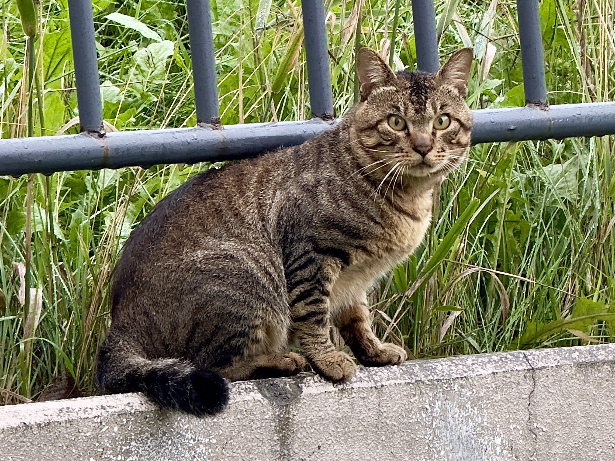 雨*猫様 画像追加しました。さらに値下げ❗️値下げ❗️アンティークミシンです 雨*猫様 画像追加しました。さらに値下げ❗️値下げ