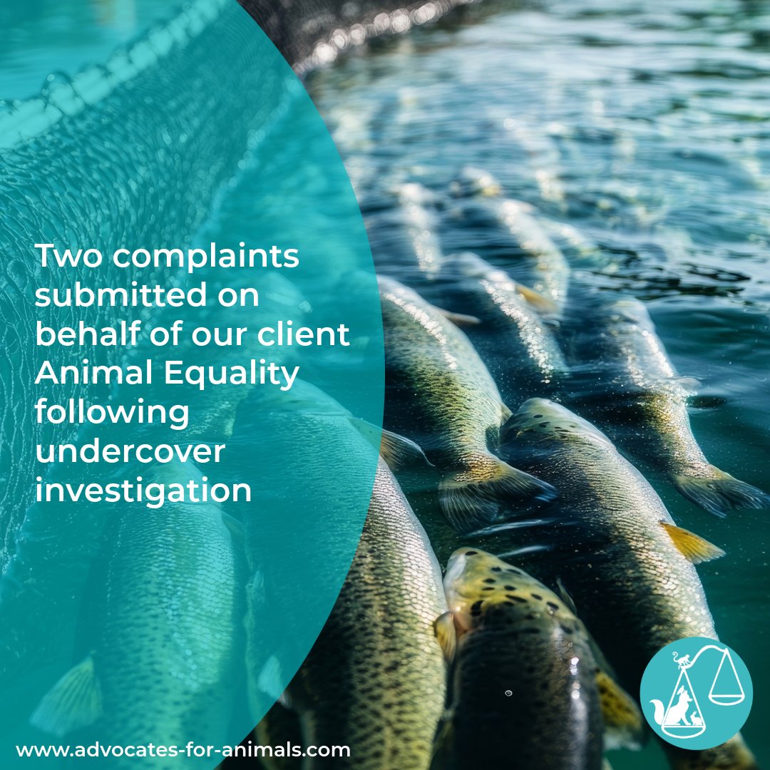 Case update on trout farm investigation: Two complaints have been submitted to Gloucestershire Trading Standards on behalf of Animal Equality UK following undercover footage exposing serious welfare concerns.