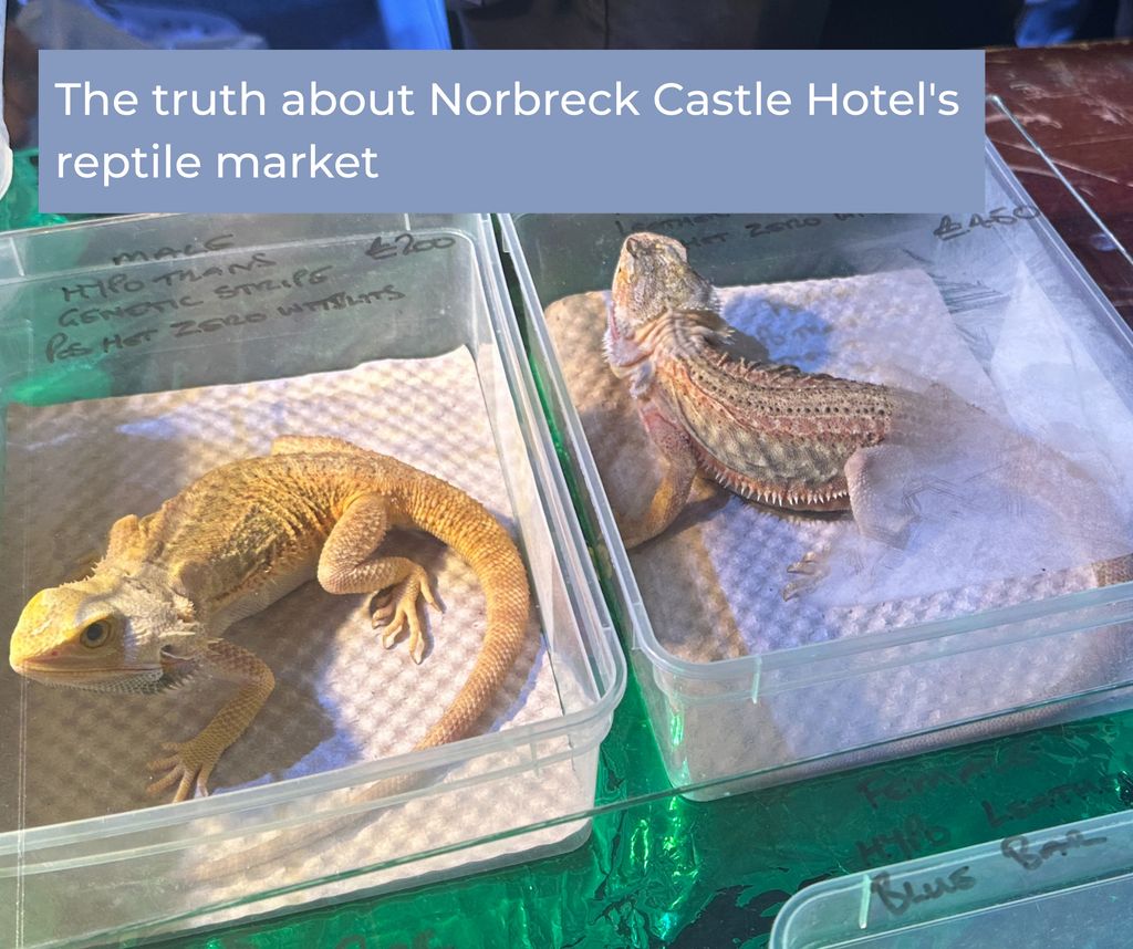 Animal Protection Agency tweet media