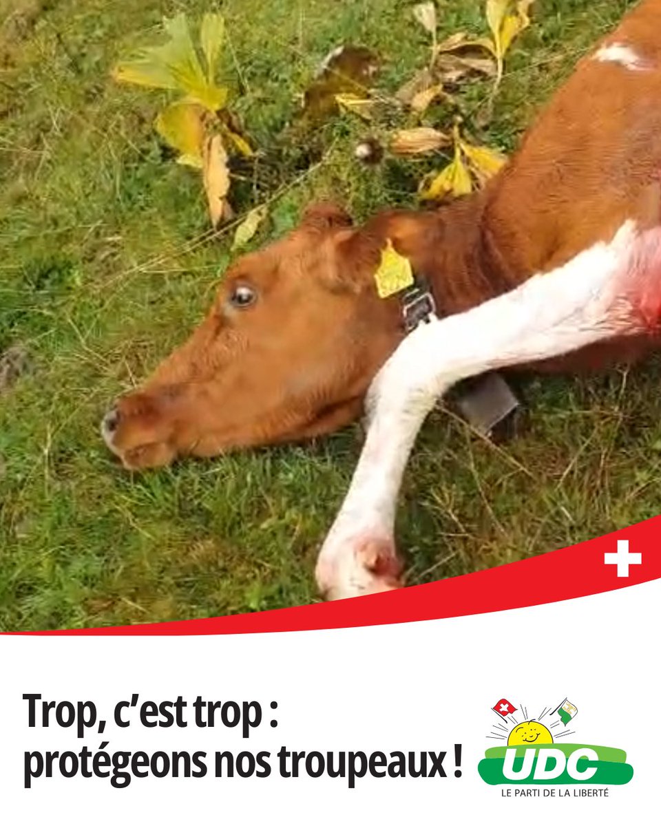 ⚠️ Attention : images choquantes sur notre site.
Une génisse attaquée ce matin au Mont-Tendre. Nos éleveurs vivent dans la peur.
👉 L’UDC Vaud exige l’application immédiate de l’autorisation de tir du loup, pour protéger nos troupeaux et nos paysans.
 udc-vaud.ch/trop-cest-trop…