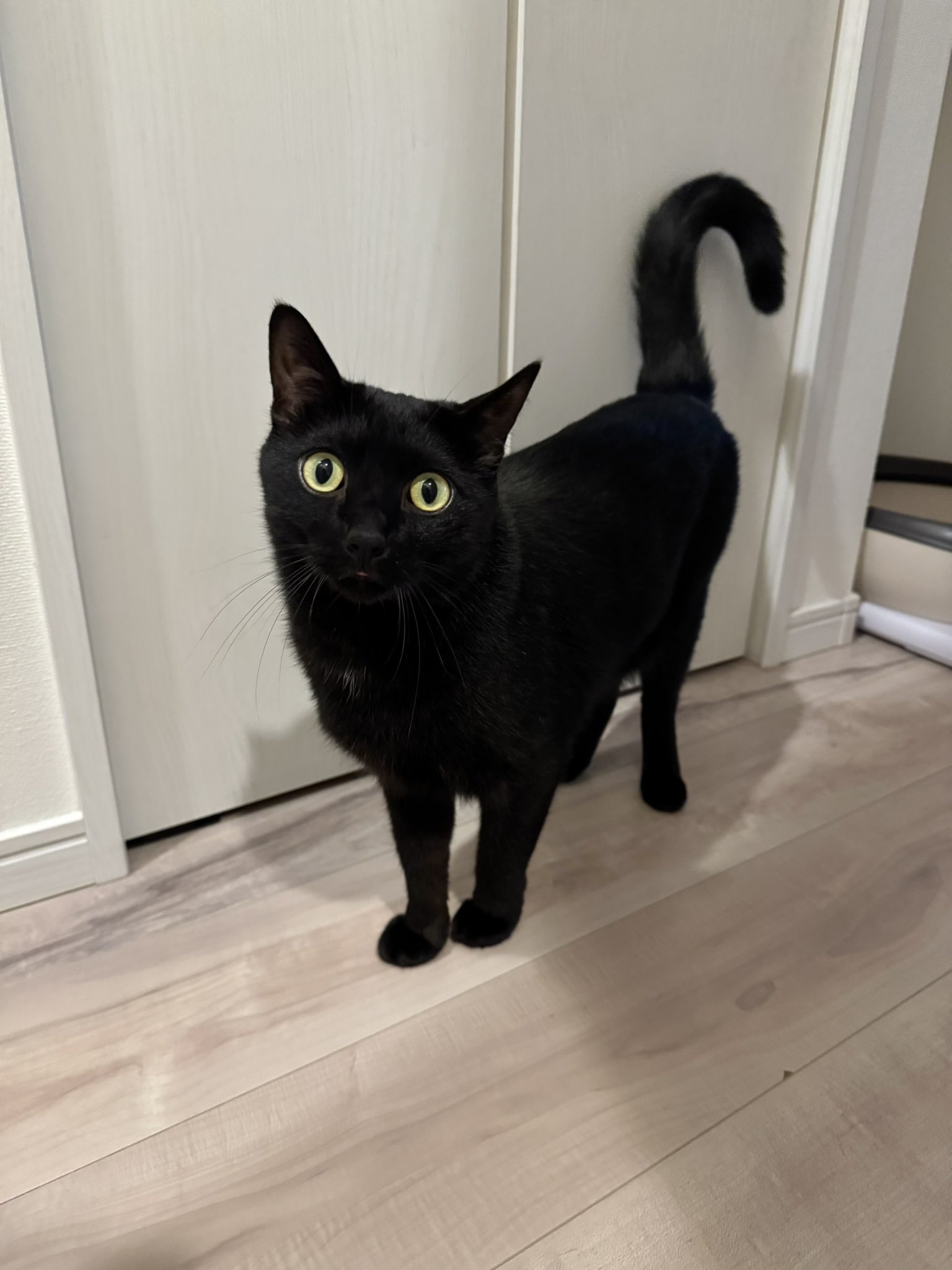 黒猫　38 黒猫ベル🖤 on X: 