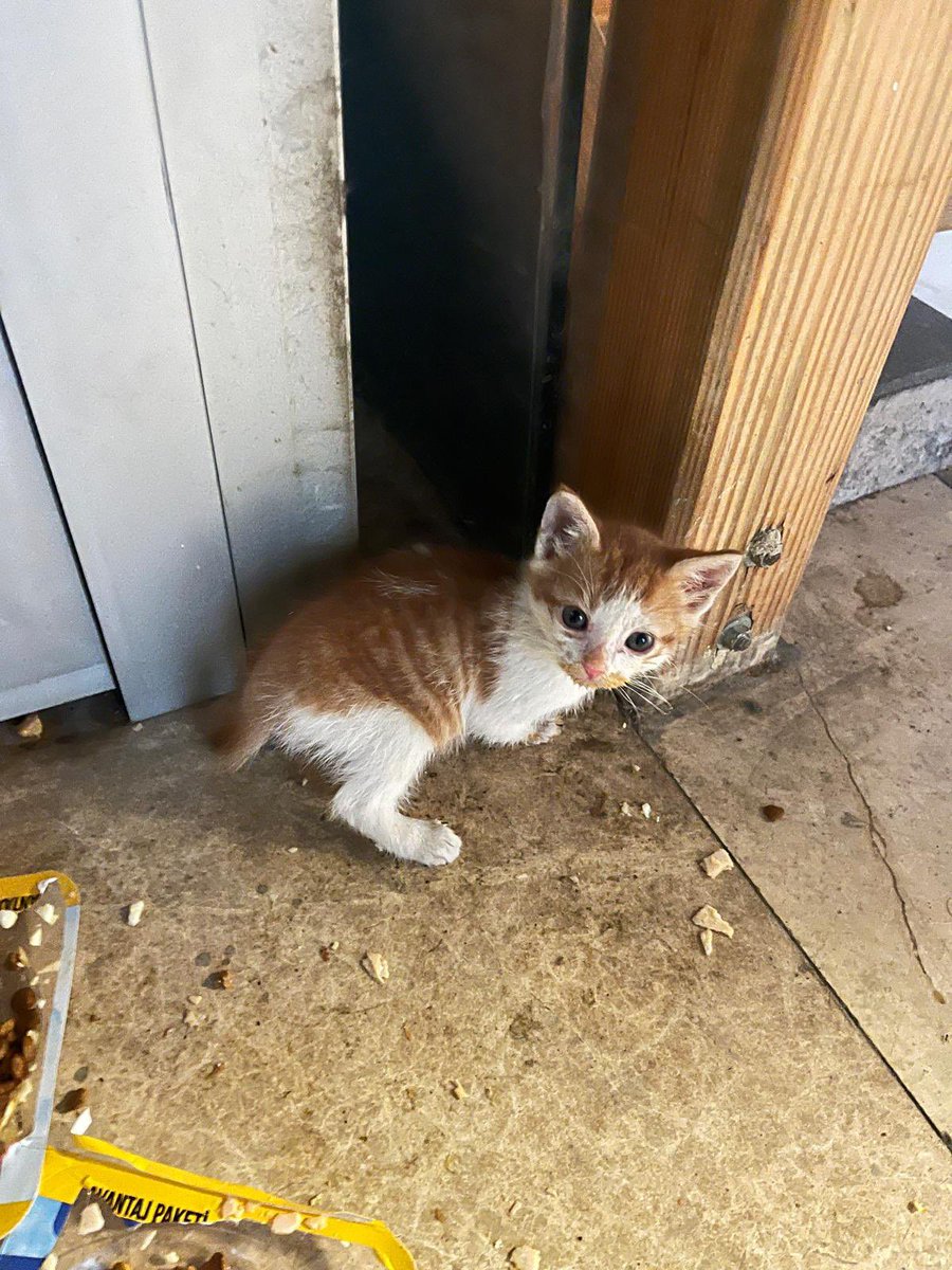 sevgili klancı dostlarım 
iş yerimde yeni doğan bu 4 minik serseriye mutlu ve sağlıklı büyüyecekleri kalıcı yuvalar arıyoruz. tercihen izmirde. henüz çok ufaklar ve biz bakıyoruz ancak büyüdükçe bu ortamdaki hayvan yoğunluğu sebebiyle bakmak güçleşecek. elden ele yayarsak belki