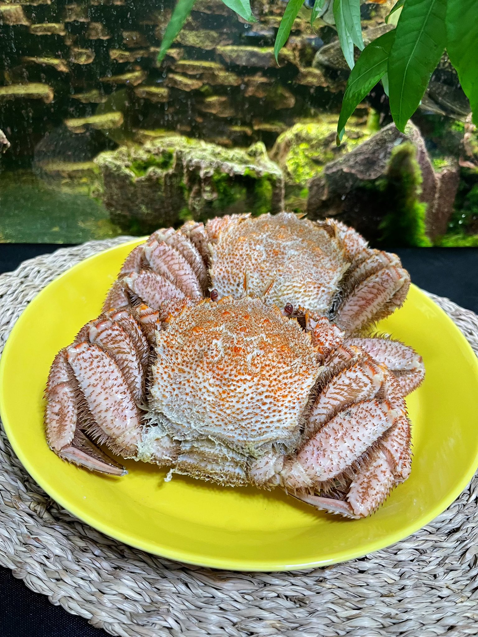 レア！楽山の天神蟹の湯呑みです(๑•̀ㅂ•́)و✧ Yahoo!オークション - 【美品】 水月焼 水月 天神蟹 湯呑 茶碗