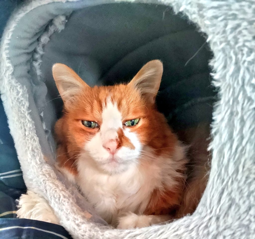 猫大好き - Search / X