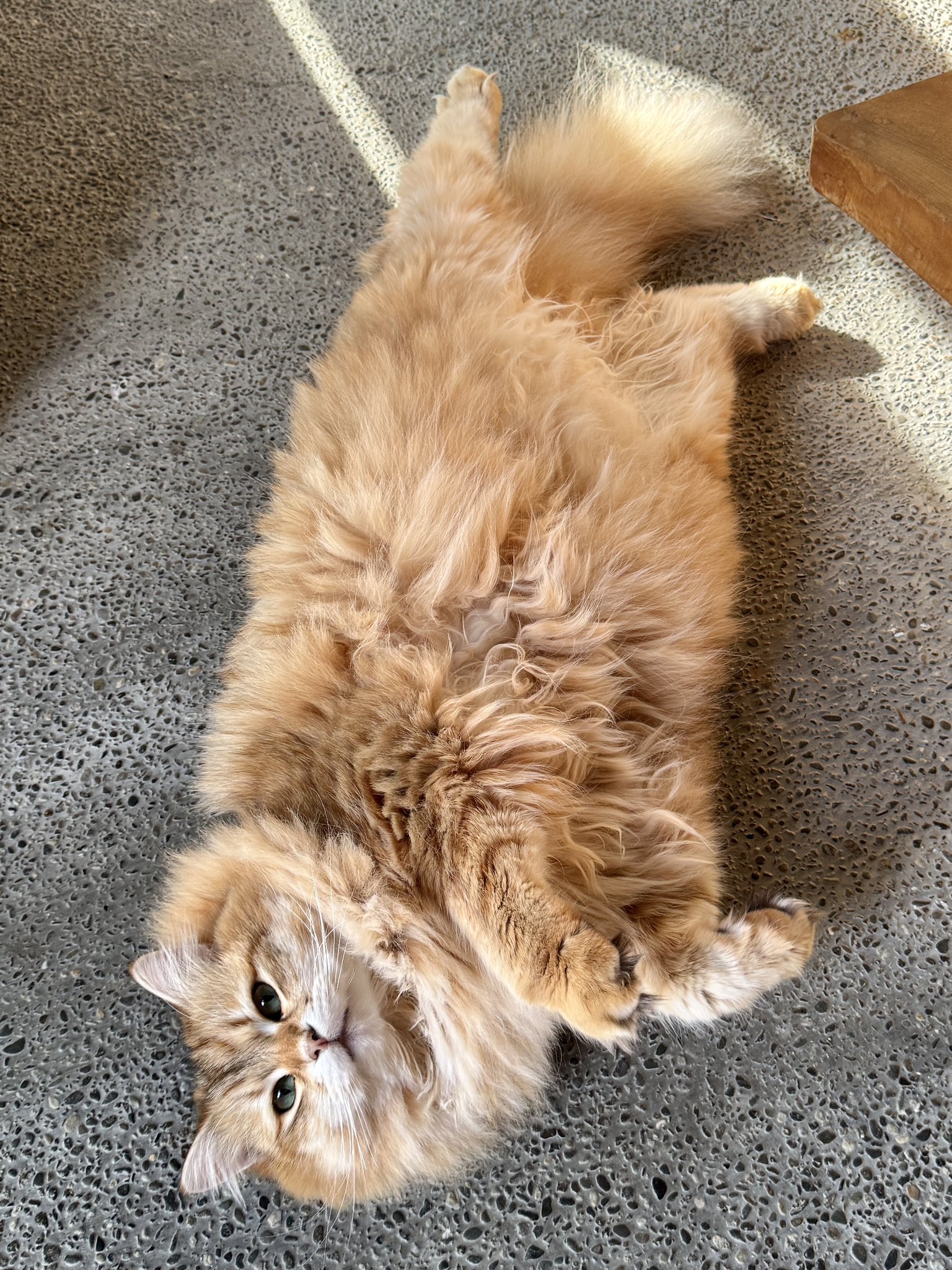 PORTA/メインクーン、サイベリアン猫垢 (@pusuke44055134) / X