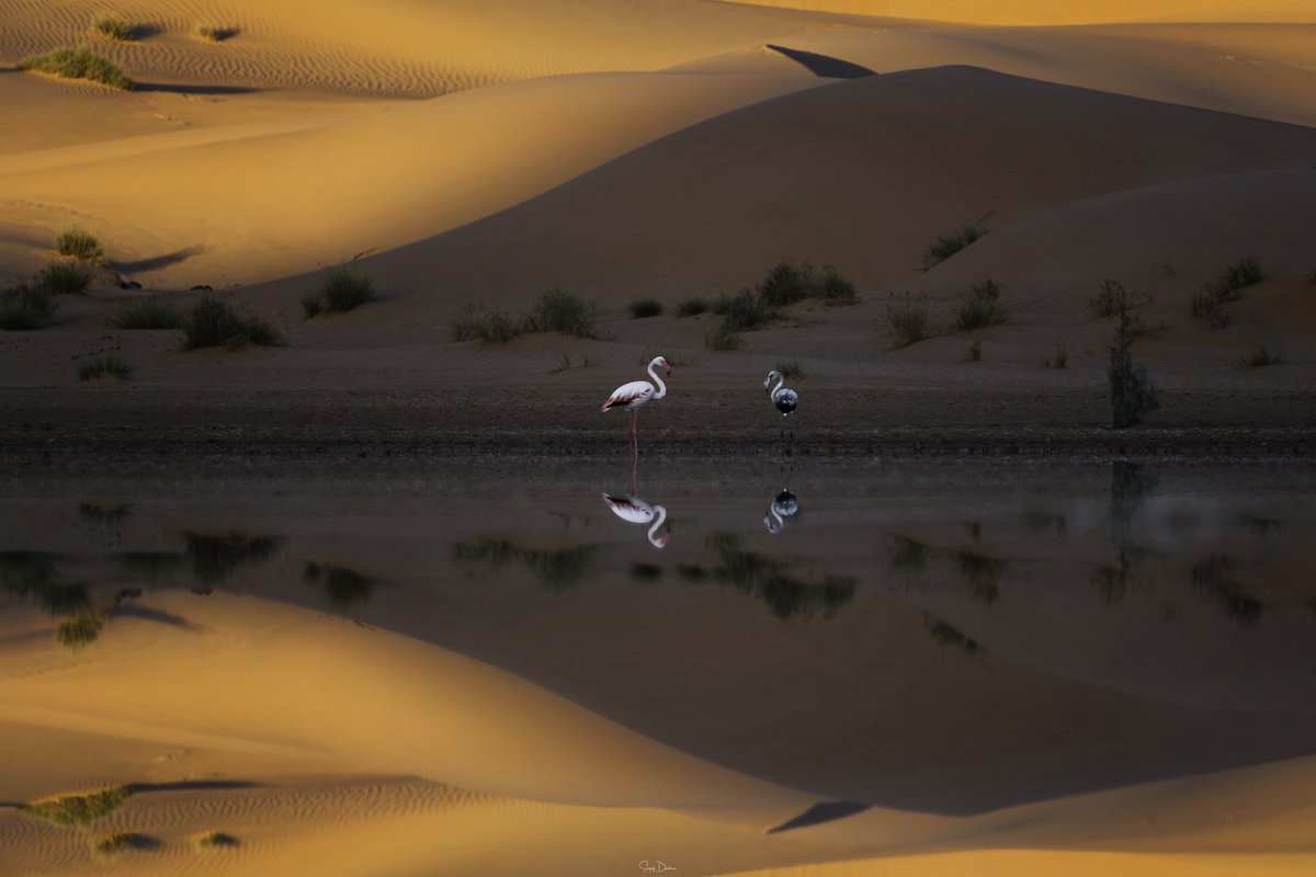 sayafdashen's tweet image. بحيرات أم الحيش #الربع_الغالي