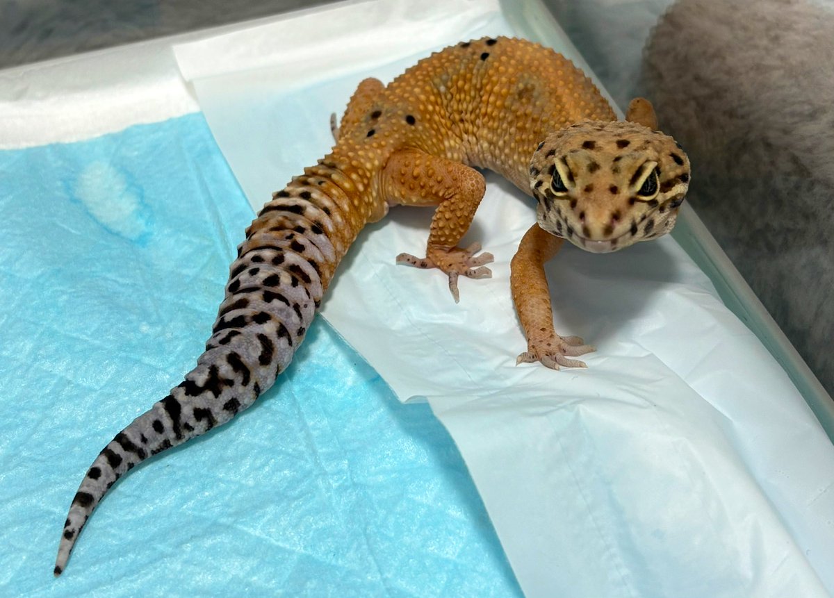 数日前にお迎えした、レオパのぽんずくん🫶🏻
来たばっかなのにいっぱいてちてち歩いてて世界一かわいい⋆⸜🎀⸝‍⋆