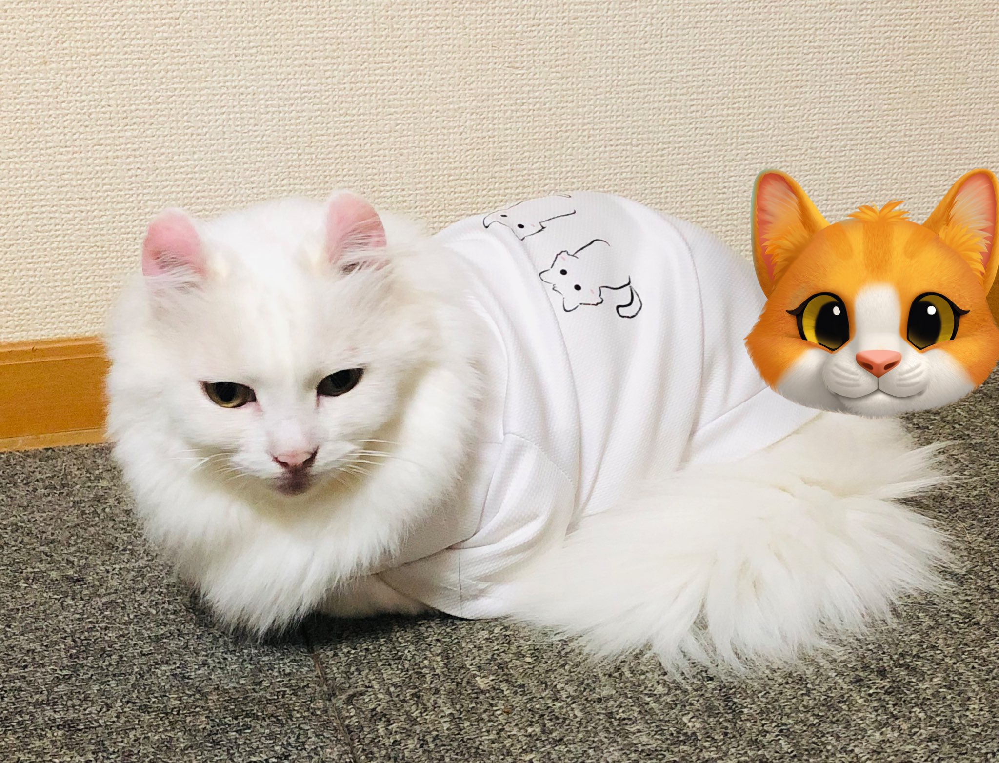 しろねこ様 みにゃさま、おはにゃん😸」 「みなしゃま、素敵な1日をお過ごし