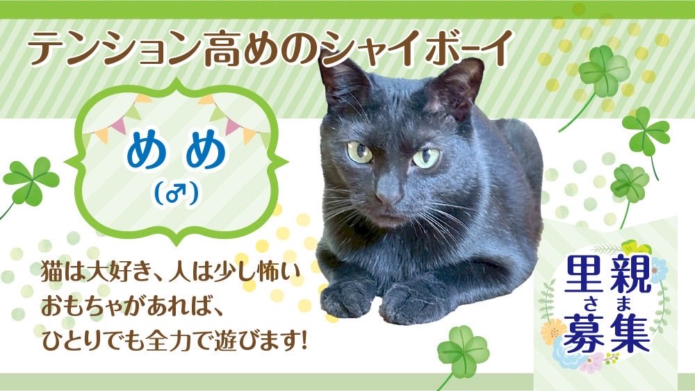 ⏰9月7日（日）11:00～13:00⏰

✔︎めめ（♂）4才4ヶ月

陽気な性格で素直なハートの持ち主😄

人間はまだちょっとこわいですがおもちゃでテンションが上がれば全力で遊びます❗️

気の合う猫とはニャンプロ合戦を😼🔥💪

詳細👇
hogonekonoie.jp/nagomi1/#Meme

#譲渡会 #拡散希望 #里親募集中 #猫 #保護猫