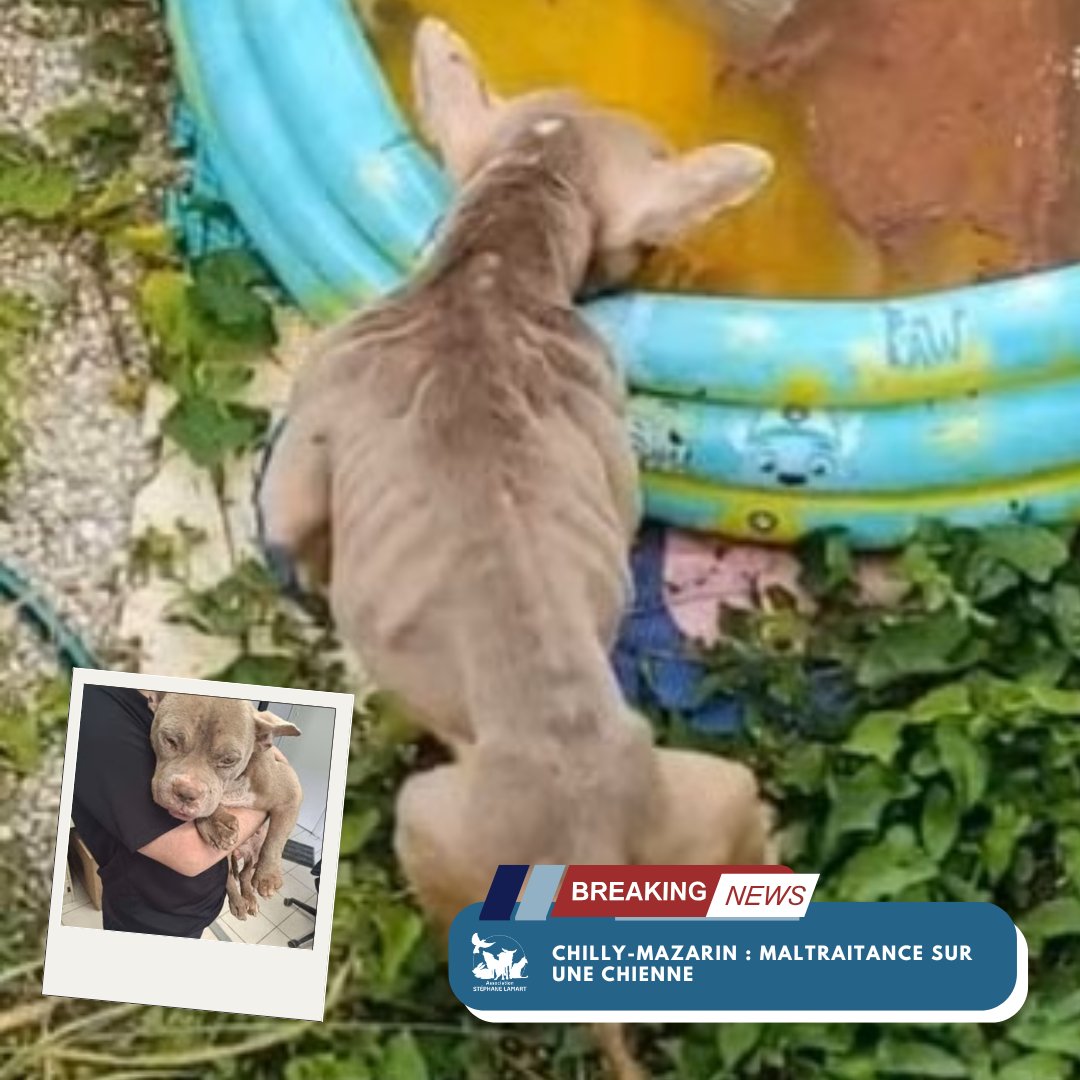 Association Stéphane Lamart (@stephanelamart) on Twitter photo 🚨l’association Stéphane LAMART se constitue partie civile dans une affaire de maltraitance sur une chienne à Chilly-Mazarin.
🔗Pour en savoir plus, consultez l'article complet ici : associationstephanelamart.com/actualites-mal… 🚨l’association Stéphane LAMART se constitue partie civile dans une affaire de maltraitance sur une chienne à Chilly-Mazarin.
🔗Pour en savoir plus, consultez l'article complet ici : associationstephanelamart.com/actualites-mal…