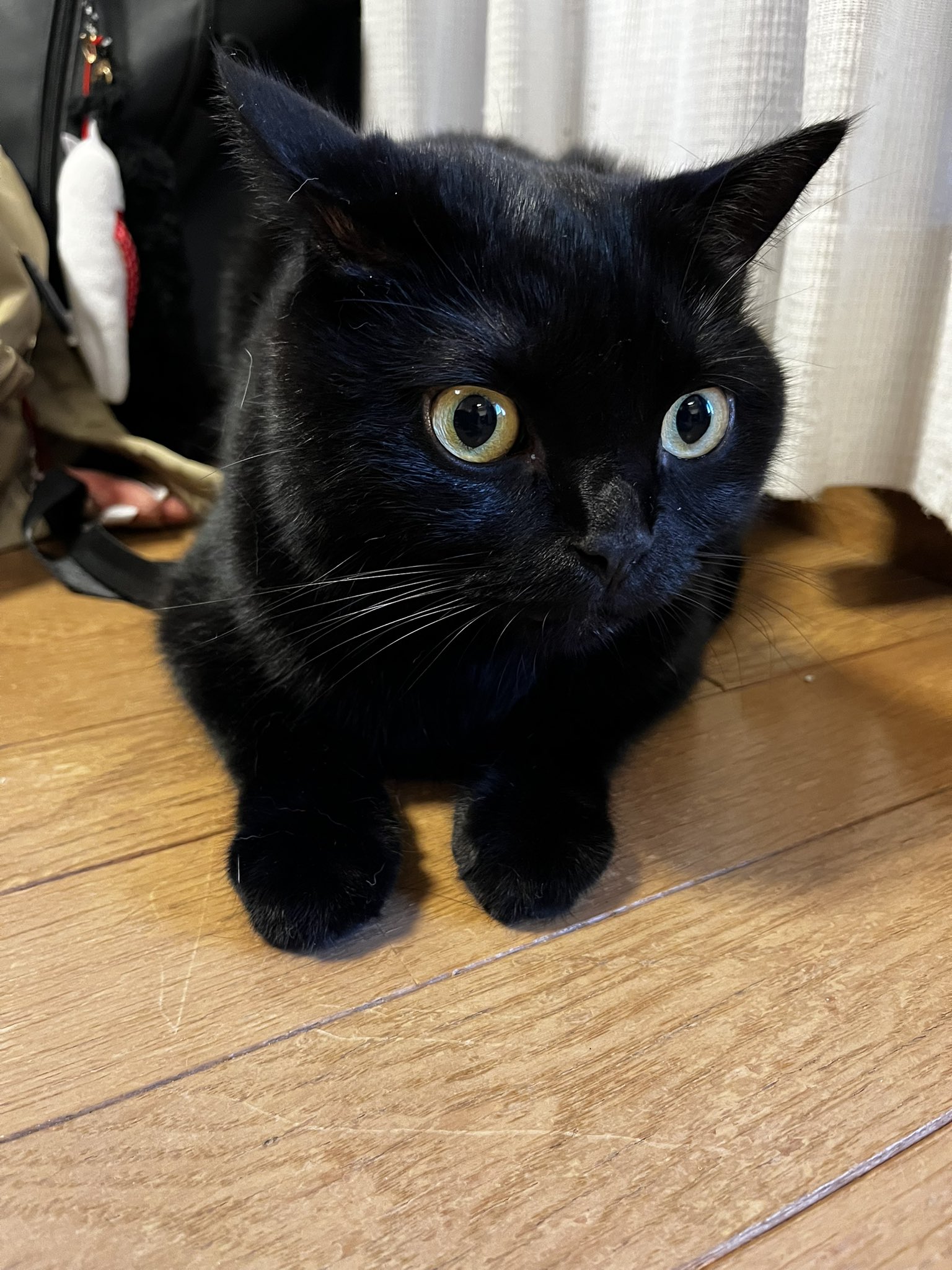 ★somali★黒猫銀メダル他２点 すみパン@9/14(日)譲渡会 on X: 