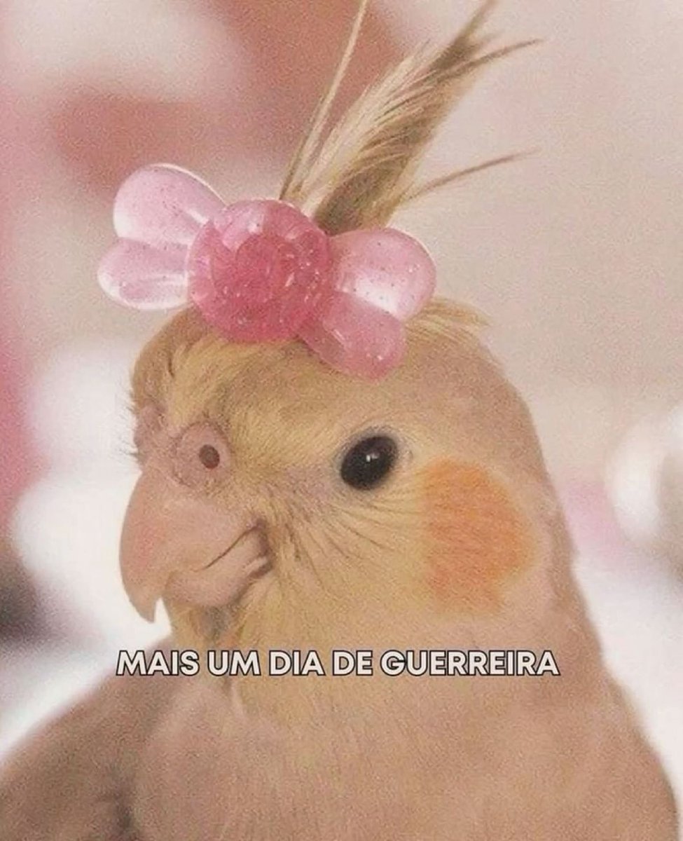 pantynova's tweet photo. terça https://t.co/EM4hOzjF3T