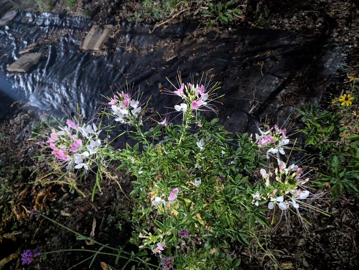 2509 Garden this Tuesday morning.