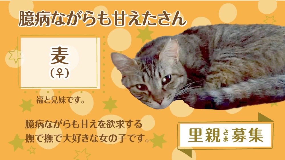 ⏰9月7日(日) 11:00～13:00⏰

✔︎福（♂）2才7ヶ月
✔︎麦（♀）2才7ヶ月

現在は預かりさん宅でコンビで過ごしています🏠

ご飯を可愛い声で欲求したり、なでなでしたと甘えたりと愛嬌たっぷりの2匹をぜひ家族に✨

詳細👇
hogonekonoie.jp/bright/#Fuku

#譲渡会 #拡散希望 #里親募集中 #猫 #保護猫