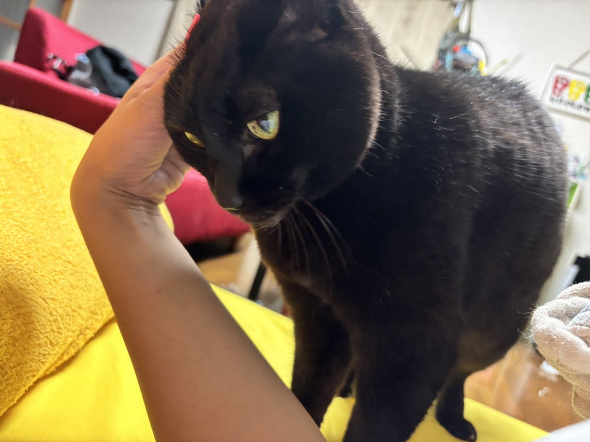 きょんちゃん きょんちゃん@Blockbusters (@sidcatvivikyon) / Posts / X