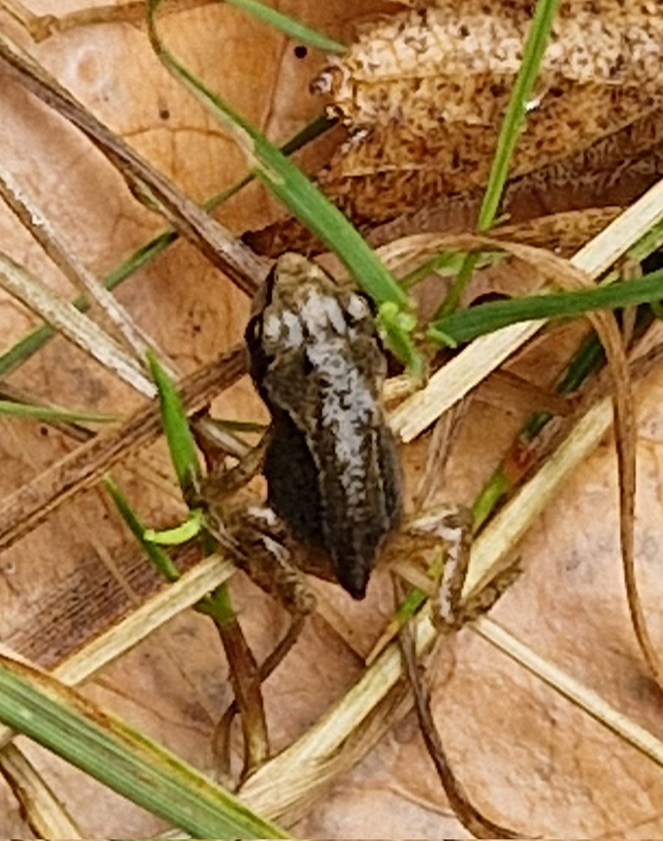 TetZoo's tweet image. Lots of rain, lots of leaf piles, lots of undergrowth, and a pond = numerous #frogs of all ages.