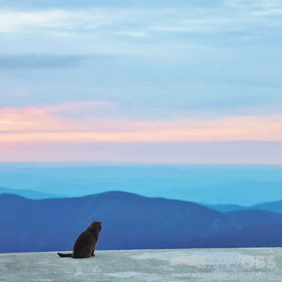 MWObs's tweet photo. Nimbus Kitty waiting patiently for sunrise this morning. 

#NHwx #kitty #cat #sunrise https://t.co/R1mbrCkGFp