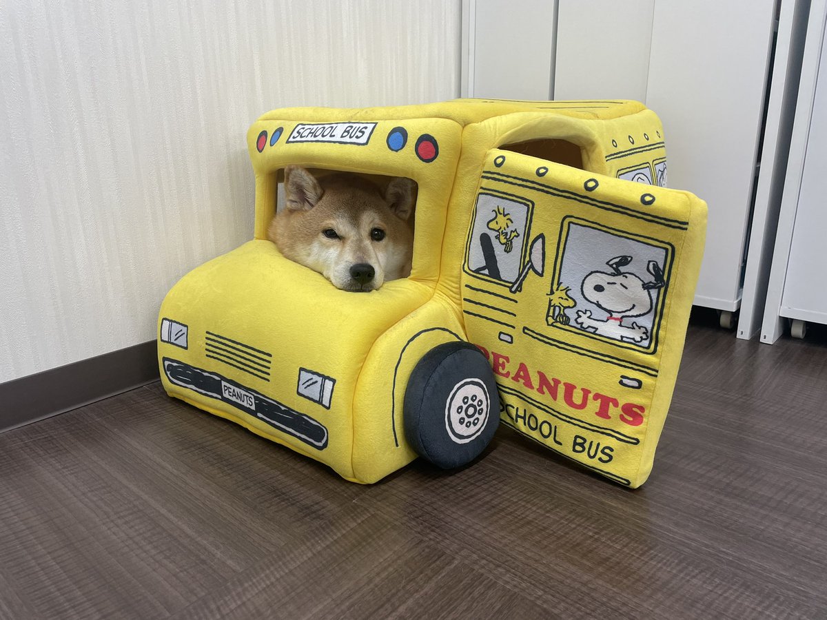 バス乗車中🐶🚌
