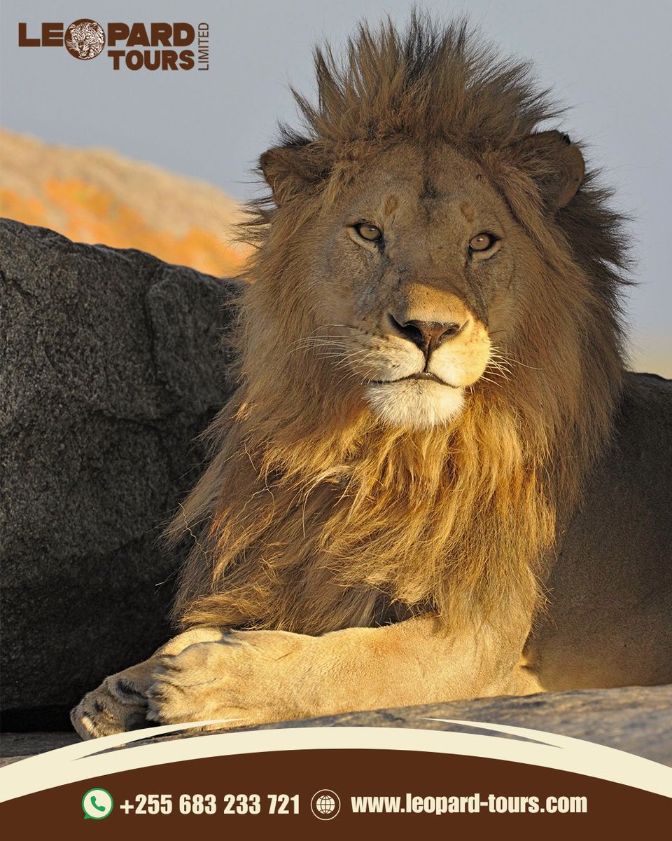 Leopard Tours Ltd tweet media