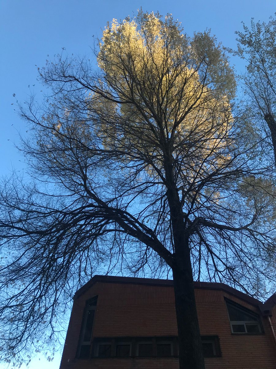 🌳 Un mes después, la galeruca sigue arrasando árboles en #Leganés. Este, en c/ Pizarro junto al CEIP Marqués de Leganés, mide 30 metros y es único en la zona.
👉 "Es necesario que el <a href="/AytoLeganes/">Ayuntamiento de Leganés</a> intente salvarlo, ahora mismo está pelado", señalan los vecinos