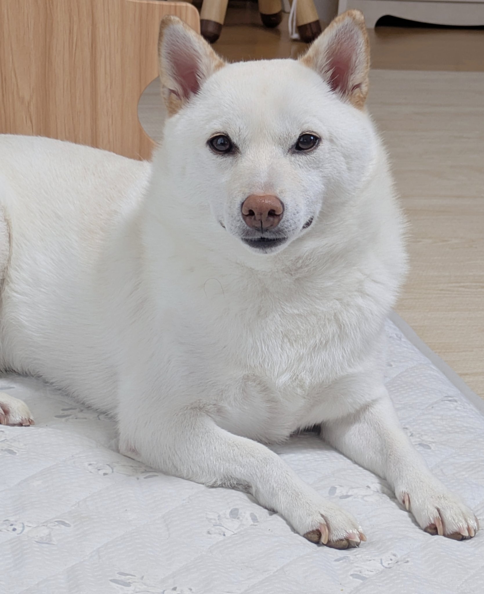 白柴犬まんまる on X: 