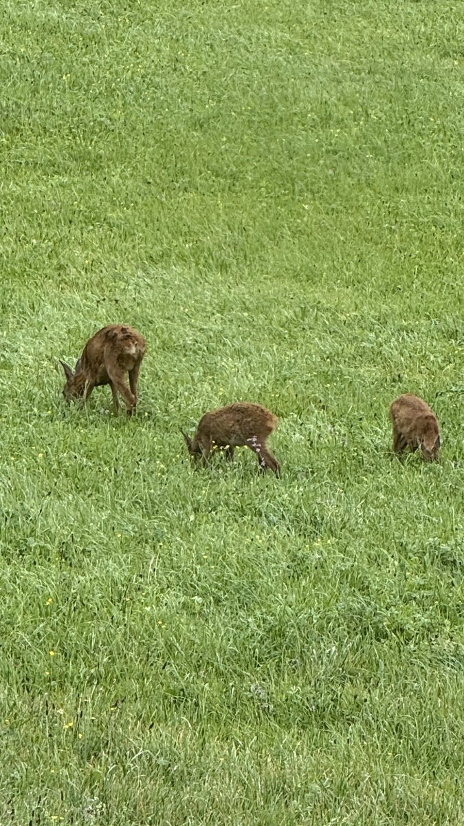 Vorhin direkt vor unserem Haus. Die Reh Mama mit ihren 2 kleinen. Mittlerweile sind sie garnicht mehr so klein ❤️
