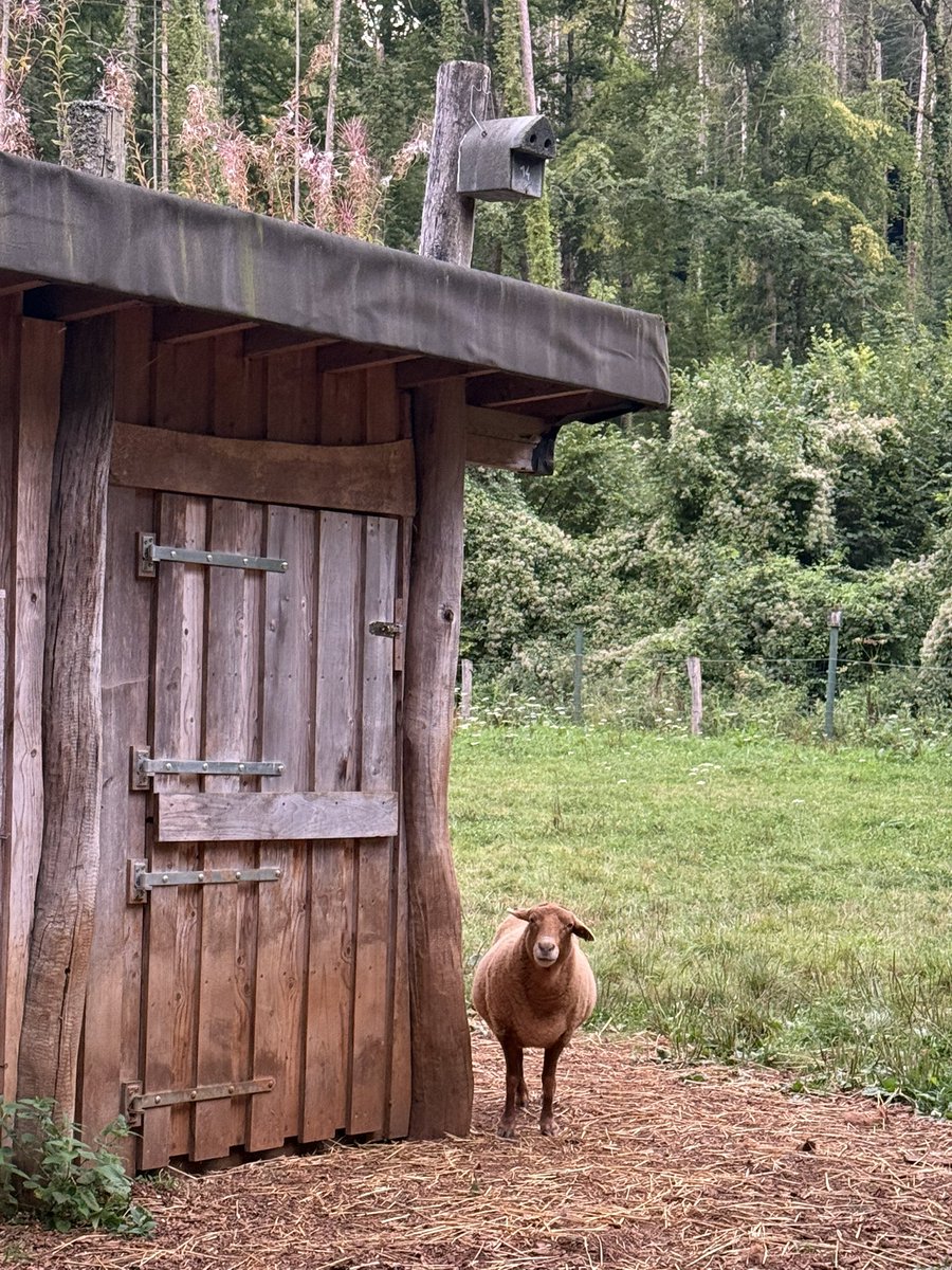 Caramel_Ostrich tweet media